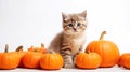 Cute gray kitten sits near orange pumpkins on white background. Halloween or Thanksgiving theme