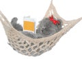 Cute gray kitten sleep in hammock with open book. Royalty Free Stock Photo