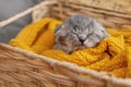 A cute gray kitten sleeps in a basket with a bright yellow blanket. Pet, care, friendship Royalty Free Stock Photo