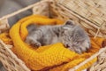 A cute gray kitten sleeps in a basket with a bright yellow blanket. Pet, care, friendship Royalty Free Stock Photo