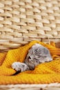 A cute gray kitten sleeps in a basket with a bright yellow blanket. Pet, care, friendship Royalty Free Stock Photo