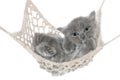 Cute gray kitten thumb-sucking in a hammock Royalty Free Stock Photo