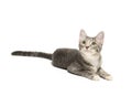 Cute gray kitten on white Royalty Free Stock Photo