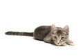 Cute gray kitten on white Royalty Free Stock Photo