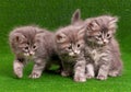 Cute gray kittens