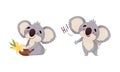 Cute Gray Koala Bear Greeting and Drinking Coconut Cocktail Vector Set