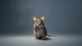 Cute gray little mouse isolated.Gray rat closeup vector. Rat pet. Royalty Free Stock Photo