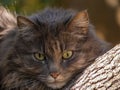 Cute gray long haired cat resting on large tree branch Royalty Free Stock Photo