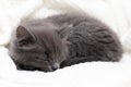 A cute gray Maine Coon kitten sleeps on a beige blanket, curled up in a ball. Adorable pets. Royalty Free Stock Photo