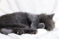 A cute gray Maine Coon kitten sleeps on a beige blanket, curled up in a ball. Adorable pets. Royalty Free Stock Photo