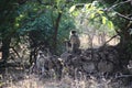 Gray monkeys on rocks in a forest