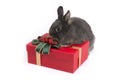 Gray netherland dwarf rabbit on red gift box Royalty Free Stock Photo