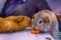 Cute gray and orange guinea pigs (Cavia porcellus) sniffing and eating a carrot Royalty Free Stock Photo