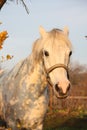 Cute gray pony portrait in the paddock Royalty Free Stock Photo