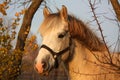 Cute gray pony portrait in the paddock Royalty Free Stock Photo