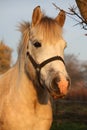 Cute gray pony portrait in the paddock Royalty Free Stock Photo