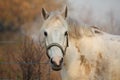 Cute gray pony portrait in the paddock Royalty Free Stock Photo