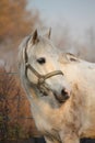 Cute gray pony portrait in the paddock Royalty Free Stock Photo