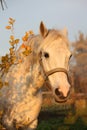 Cute gray pony portrait in the paddock Royalty Free Stock Photo