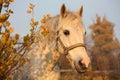 Cute gray pony portrait in the paddock Royalty Free Stock Photo