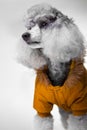 Cute gray poodle with yellow jacket on grey Royalty Free Stock Photo