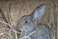 A cute gray rabbit