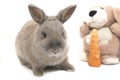 Cute gray rabbit sitting with a soft toy and a carrot isolated on white background Royalty Free Stock Photo