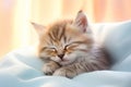 Cute Gray Red Kitten Sleeps on Blue Blanket