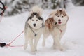 Cute gray and red sled dog Siberian husky is driving a sled through a winter snow-covered forest and looks