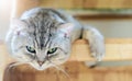 Cute gray scottish fold cat looking at camera Royalty Free Stock Photo