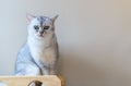 Cute gray scottish fold cat looking at camera Royalty Free Stock Photo