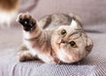 cute gray scottish fold enjoys relaxing lying on gray sofa