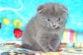 Cute gray Scottish fold kitten on blue sofa