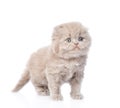 Cute gray scottish kitten. on white background