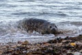 Cute gray seal pup resting on a beach near the ocean, with the crashing waves as a backdrop Royalty Free Stock Photo