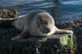 Cute gray seal taking a sunbath on rock Royalty Free Stock Photo