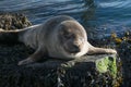 Cute gray seal taking a sunbath on rock