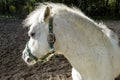 Cute gray shetland pony portrait at the pasture Royalty Free Stock Photo