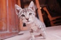 Cute kitten looks at the camera Royalty Free Stock Photo