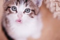 Cute kitten looks at the camera Royalty Free Stock Photo