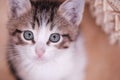 Cute kitten looks at the camera Royalty Free Stock Photo