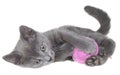 Cute gray shorthair kitten lay and plays with ball of yarn isolated Royalty Free Stock Photo