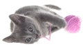 Cute gray shorthair kitten lay and plays with ball of yarn isolated Royalty Free Stock Photo