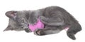 Cute gray shorthair kitten lay and plays with ball of yarn isolated Royalty Free Stock Photo