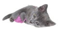 Cute gray shorthair kitten lay and plays with ball of yarn isolated Royalty Free Stock Photo