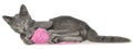 Cute gray shorthair kitten lay and plays with ball of yarn isolated Royalty Free Stock Photo