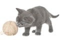 Cute gray shorthair kitten lay and plays with ball of yarn isolated Royalty Free Stock Photo