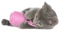 Cute gray shorthair kitten lay and plays with ball of yarn isolated Royalty Free Stock Photo