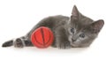 Cute gray shorthair kitten lay and plays with ball of yarn isolated Royalty Free Stock Photo