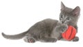 Cute gray shorthair kitten lay and plays with ball of yarn isolated Royalty Free Stock Photo